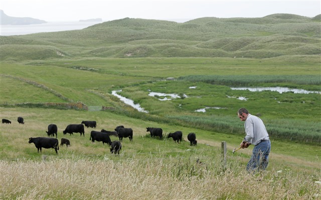 A farmer repairs a fence while several black cows roam the field. There are wetlands and hills in the distance.