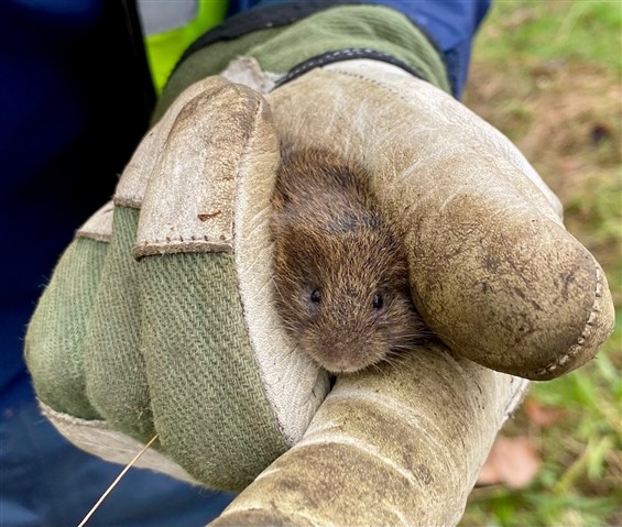 A field vole being held in a gloved hand.
