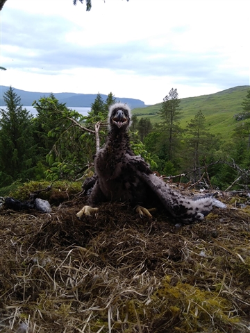 A down-covered white-tailed eagle chick is sitting up  in the nest. There are trees, hills and sea in the background.