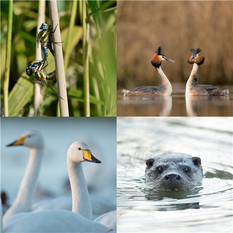  Four images arranged in a square. Top right shows two Migrant Hawker dragonflies mating. Top right shows two Great-crested Grebes on a pond. Bottom right shows an Otter with only its head emerging from water. Bottom left shows two Whooper Swans on water.