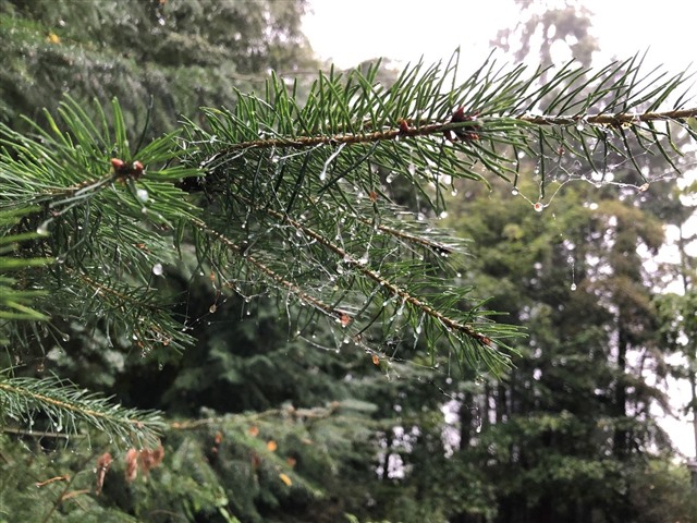 Branch of a pine tree with water droplets