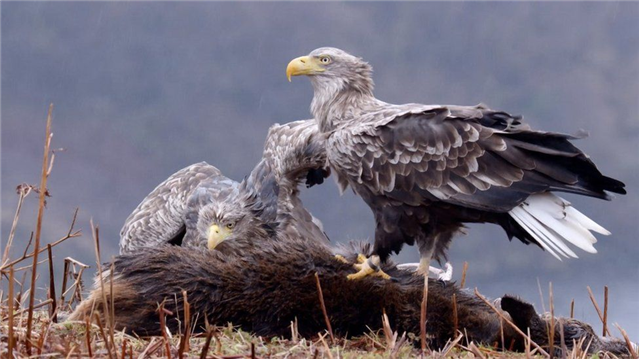 Two white-tailed eagle, Skye and Frisa, are eating a deer carcas.
