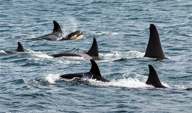 Seven Orca are breaching. One has its head visible above the water's surface, while the rest are visible by their dorsal fins.