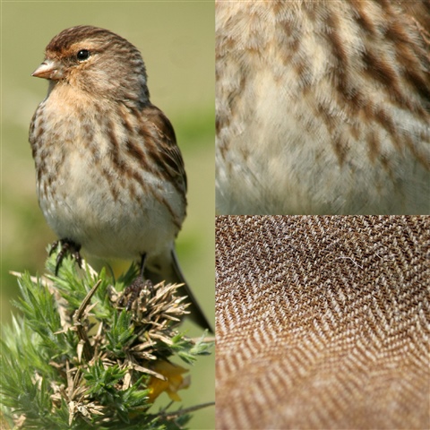 A collage of images. The left image shows a Twite perched atop a leafy twig. The top right image shows a close up of the Twite's cream-coloured body with brown speckles. The bottom right image shows the Twite-inspired Harries Tweed pattern. It is made up of thin, angular brown and white lines.