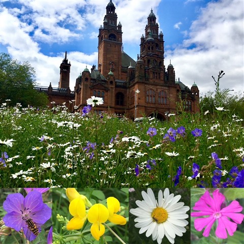The wildflower meadow in full bloom, with Kelvingrove Museum in the background.