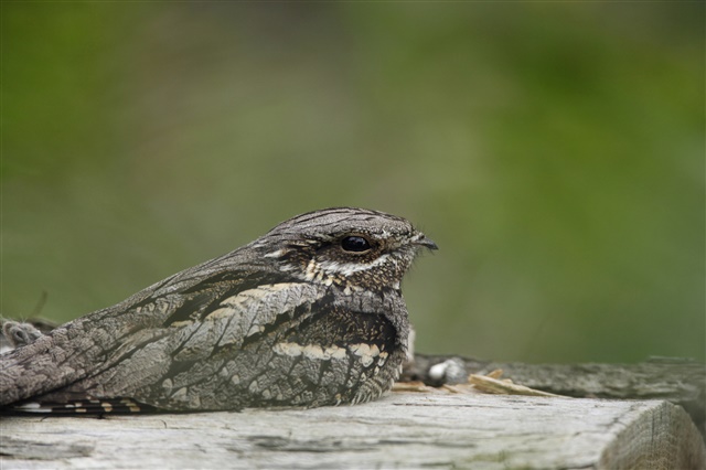 A nightjar sits on a rock, with green vegetation in the background.