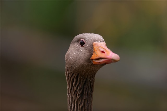A close up of a greylag goose's face against a blurry, browny green background.