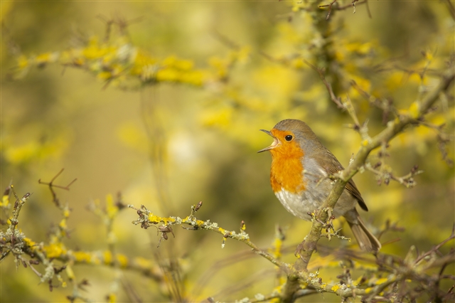 A Robin is perched in a bare bush with lichens growing on the branches. The Robin has a brown back and prominent red breast, and has its mouth open.