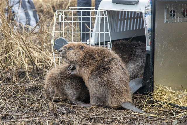Three beaver kits coming out of large crates in a reedbed.