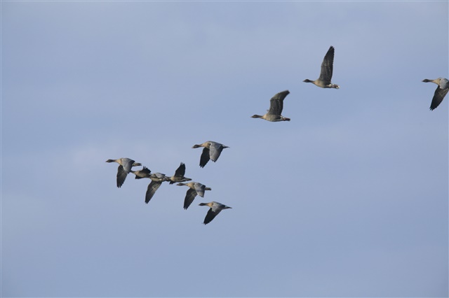 A group of pink-footed geese are flying in an arrow formation against a grey-blue sky.