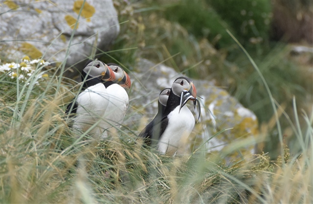  Four puffins are standing among grass by some rocks. One is holding several small fish in its beak.