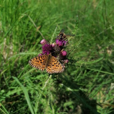An orange and black speckled butterfly on a thistle.