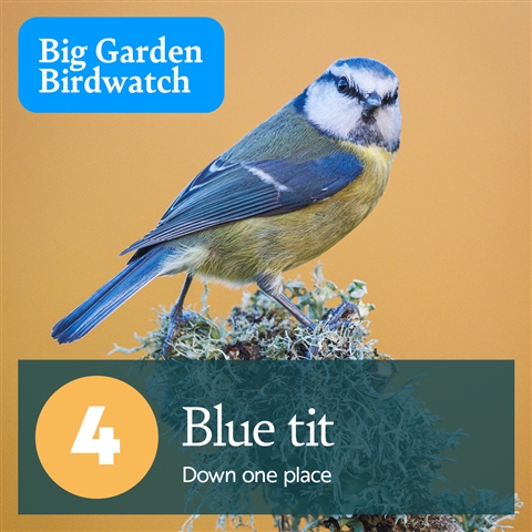 A blue tit is perched on a mossy twig. There is text which reads, "4, Blue Tit - Down one place".
