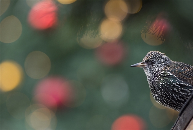 Close up of a starling in front of Christmas lights