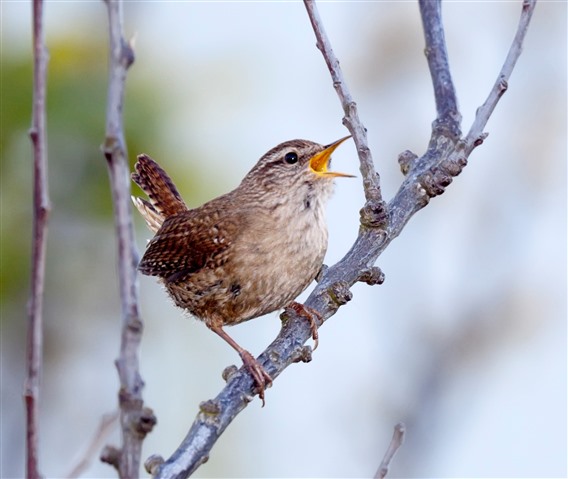 A wren is sitting on a small branch and singing.