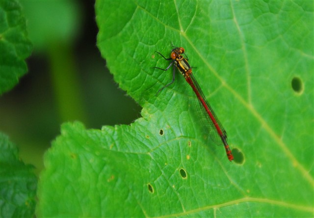 Large red damselfly on a leaf
