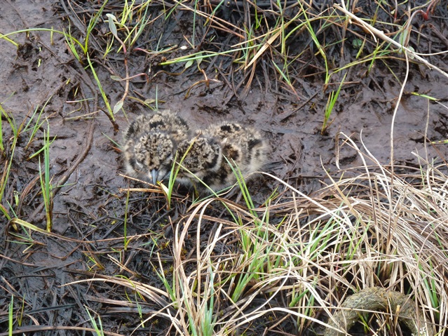 Two lapwing chicks huddled together in a patch of muddy grass.