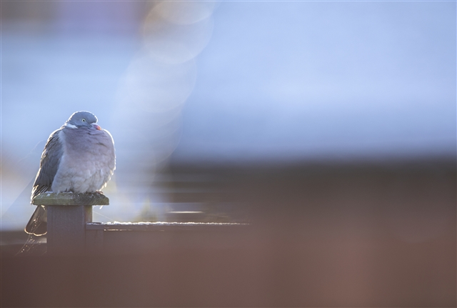 A Woodpigeon is hunkered down on a fencepost on a cold day.