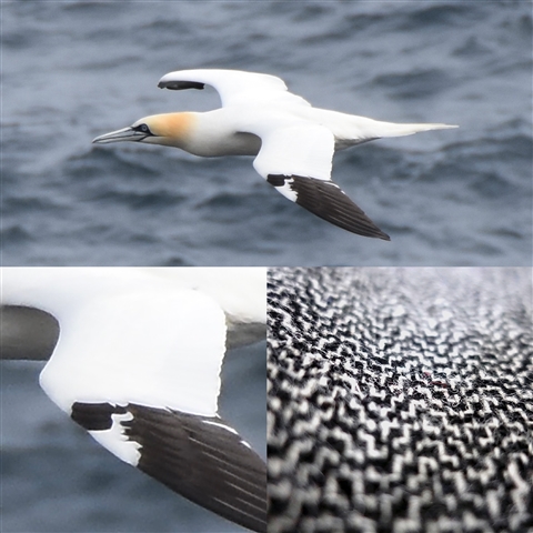 A collage of images. The top image shows a Gannet in flight above the sea. The bottom left image shows a close up of the Gannet's black and white wing. The bottom right image shows the Gannet-inspired Harris Tweed pattern. It is made up of small, interlocking black and white shapes,