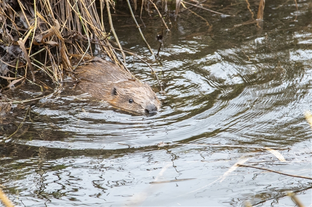 A partially submerged beaver is swimming close the the edge of a pond.