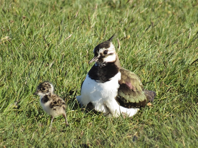 An adult lapwing with a chick on a patch of short grass.