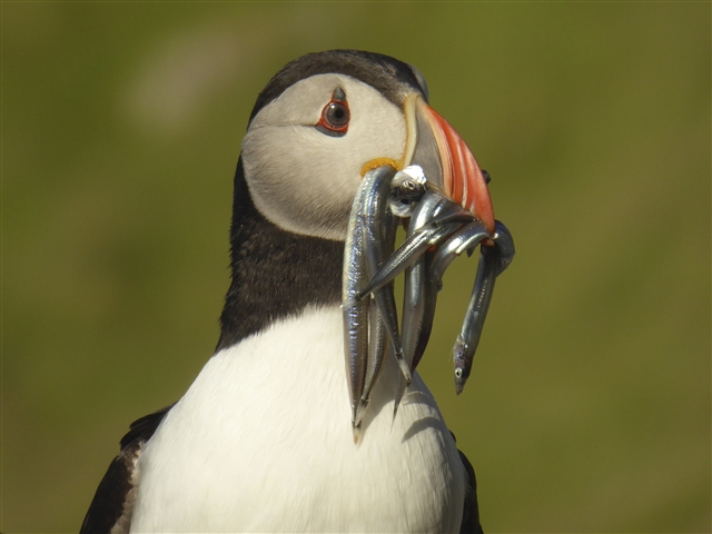 A Puffin is holding several sandeels in its beak. It is a black and white auk with a bright orange beak.