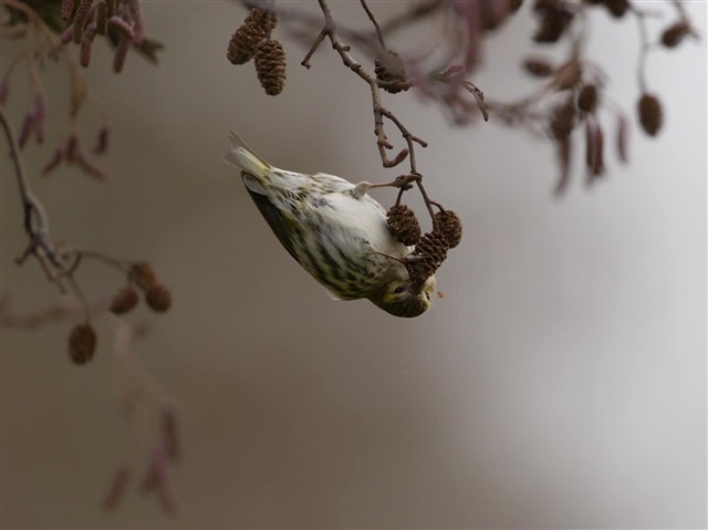 The winning photograph in the 2022 Scots Photographer of the Year award. It shows a siskin feeding on a cone while hanging upside down from a branch.