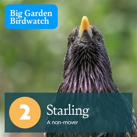 A close up of a Starling looking at the camera. There is text which reads, "2, Starling - A non-mover".