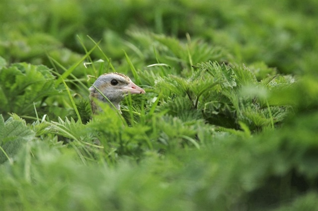 A corncrake pokes its head out of a dense patch of nettles. No other part of the bird is visible.