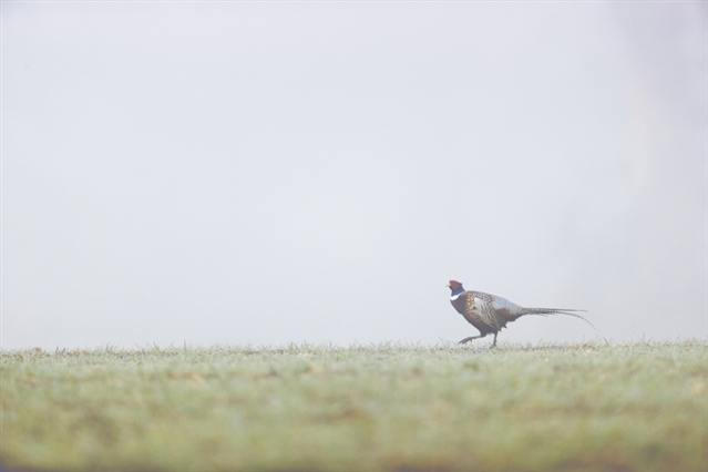 An adult male pheasant walks across a grassy field in the mist.