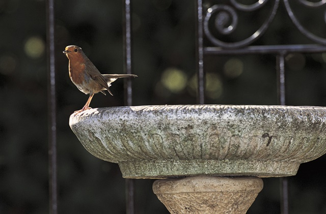 Robin perching on a stone bird bath