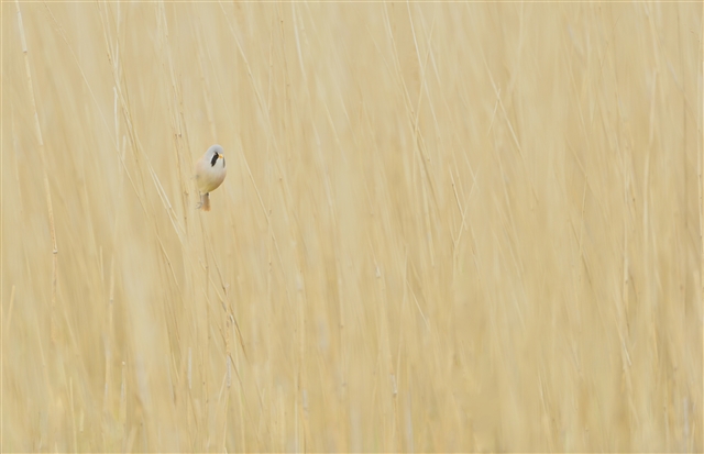 A Bearded Tit is perched in amongst thick reeds. Its light brown body is well camouflaged so only its great head and black face markings are clearly visible.
