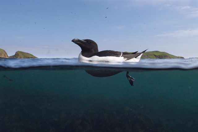 Razorbill floating on the surface of the sea