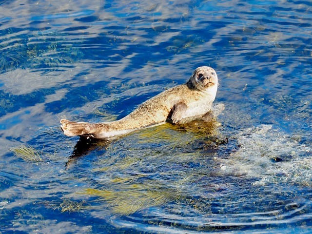 A seal sunbathing in the water