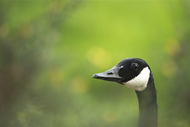 A close up of a Canada goose's face against a green backdrop.