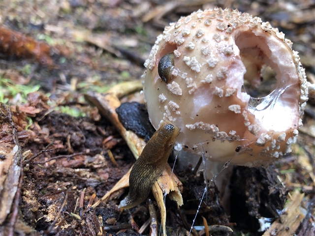 two slugs munching on a mushroom which is covered in slime.