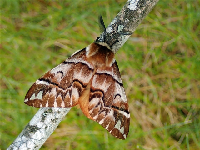 Beautifully patterned moth on a twig