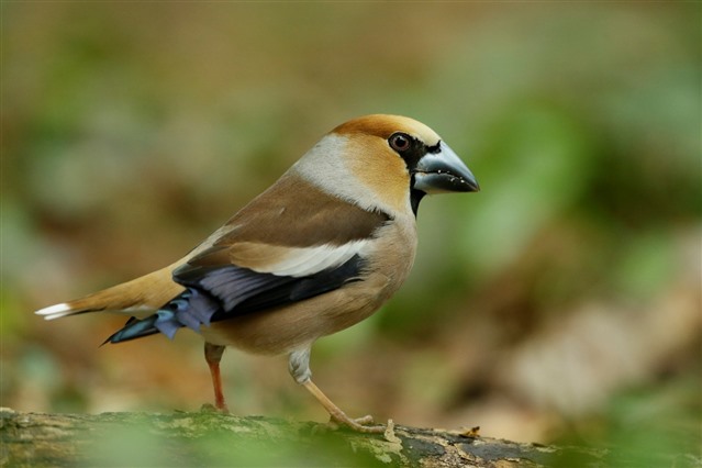 Hawfinch showing autumn colours