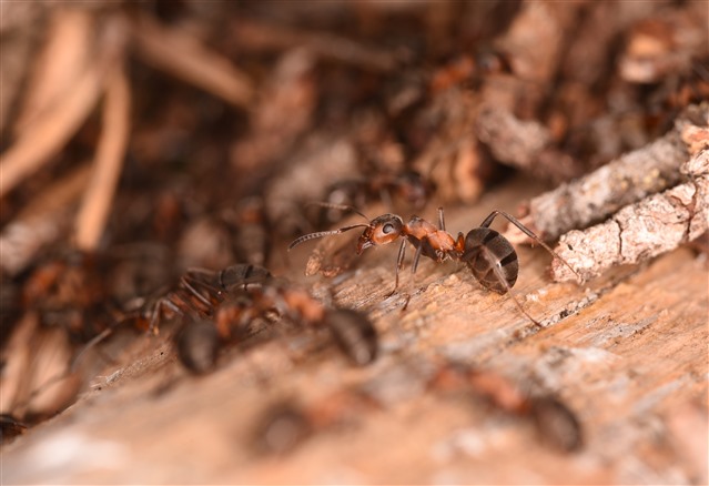 Macro shot of a hairy wood ant in a nest