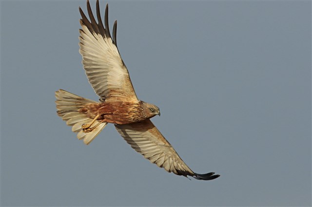 A male Marsh Harrier in flight. It has a rusty, brown body, a white tail and white wings with black tips.