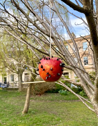 An apple bird feeder hangs from a tree in a Glasgow park. It is made of an apple covered in sunflower seeds with protruding sticks giving birds a spot to perch.