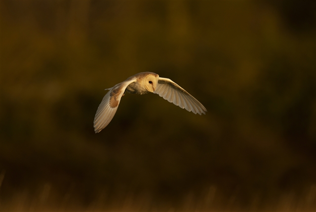 A Barn Owl is flying over a field. It is all white, white large, dark eyes.
