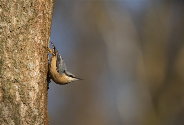 Nuthatch going down a tree trunk