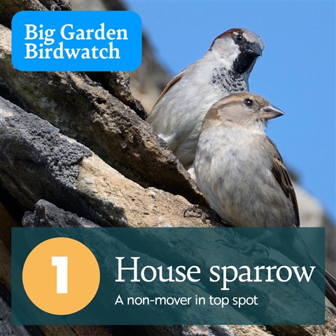 Two House Sparrows - a male and a female - are perched on a rocky wall. There is text which reads, "1, House Sparrow - A non-mover in top spot".