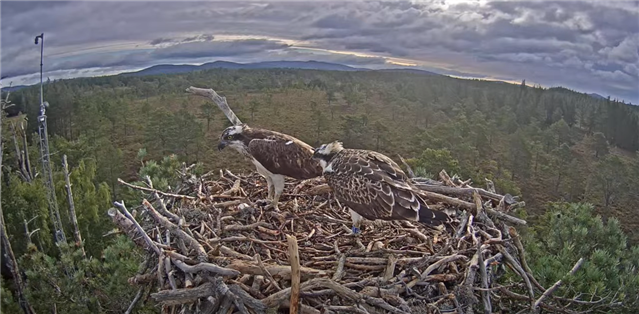 Two juvenile Ospreys are standing in a nest high above Abernethy forest.
