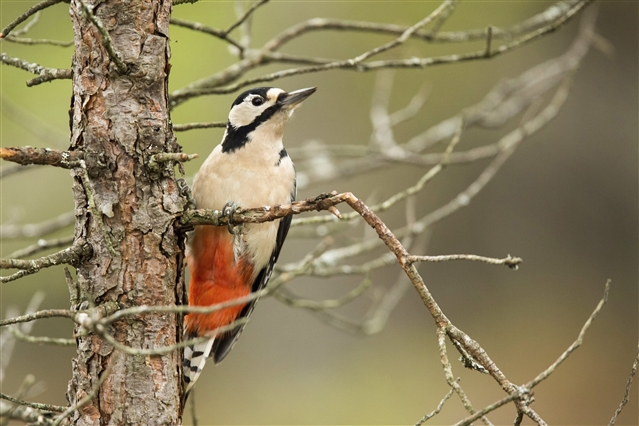 A woodpecker in a bare tree.