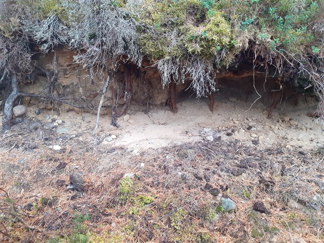 A patch of exposed sandy soil under the roots of a tree