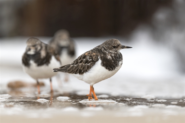 A turnstone wades on the shoreline with two others in the background.