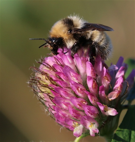 A great yellow bumblebee is feeding on red clover.