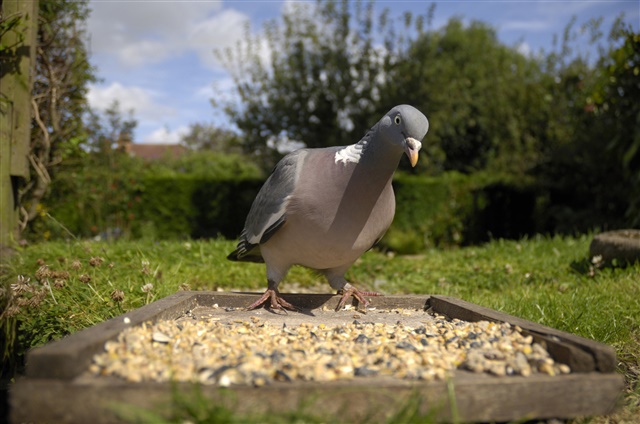 A close up front view of a woodpigeon standing over a tray of seed.